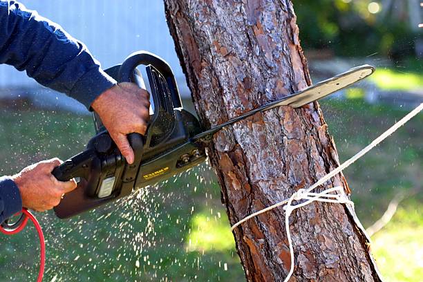 How Our Tree Care Process Works  in  Hillsdale, MI